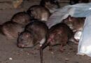 Plaga de ratas se intensifica en EEUU luego de pandemia