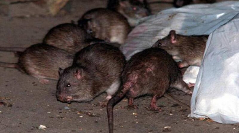 Plaga de ratas se intensifica en EEUU luego de pandemia
